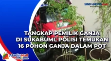 Tangkap Pemilik Ganja...