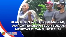 Ular Piton 4 Meter Ditangkap,...