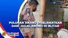 Puluhan Anjing Diselamatkan...