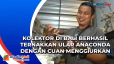 Kolektor di Bali Berhasil...