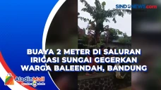 Buaya 2 Meter di Saluran...