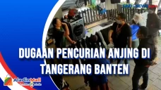 Dugaan Pencurian Anjing...