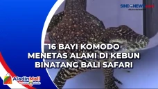 16 Bayi Komodo Menetas...