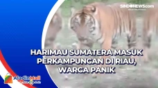 Harimau Sumatera Masuk...