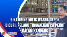 5 Kambing Milik Warga...