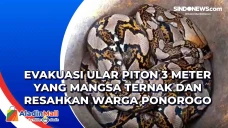 Evakuasi Ular Piton...