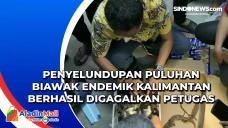 Penyelundupan Puluhan...