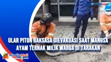 Ular Piton Raksasa Dievakuasi...