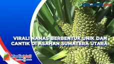 Viral! Nanas Berbentuk...