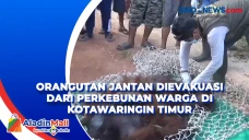 Orangutan Jantan Dievakuasi...