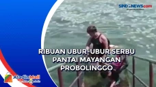 Ribuan Ubur-ubur Serbu...