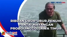 Ribuan Ubur-Ubur Penuhi...