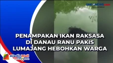Penampakan Ikan Raksasa...