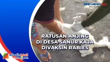 Ratusan Anjing di Desa...