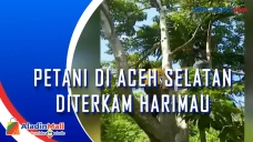Petani di Aceh Selatan...