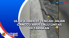 Ular Kobra di Tengah...