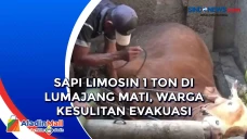 Sapi Limosin 1 Ton di...