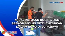 Miris, Ratusan Kucing...