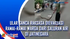 Ular Sanca Raksasa Dievakuasi...