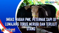 Imbas Wabah PMK, Peternak...