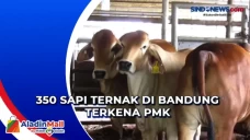350 Sapi Ternak di Bandung...