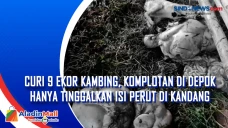 Curi 9 Ekor Kambing,...