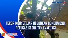 Teror Monyet Liar Hebohkan...