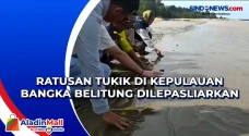 Ratusan Tukik di Kepulauan...