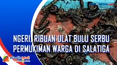 Ngeri, Ribuan Ulat Bulu...