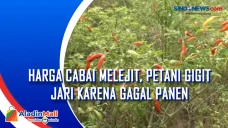 Harga Cabai Melejit,...