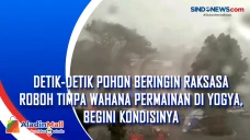 Detik-Detik Pohon Beringin...
