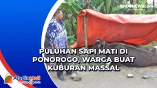 Puluhan Sapi Mati di...