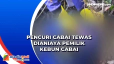 Pencuri Cabai Tewas...
