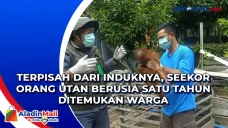 Terpisah dari Induknya,...