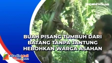 Buah Pisang Tumbuh dari...