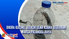 Dikira Kucing, Seekor...