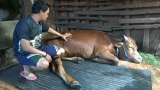 Peternak Sedih, Sapi...