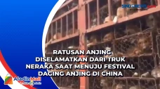 Ratusan Anjing Diselamatkan...