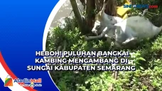 Heboh! Puluhan Bangkai...