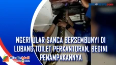 Ngeri Ular Sanca Bersembunyi...