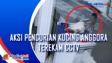 Aksi Pencurian Kucing...