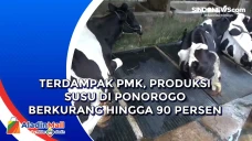 Terdampak PMK, Produksi...