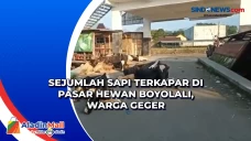Sejumlah Sapi Terkapar...