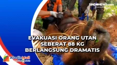 Evakuasi Orang Utan...