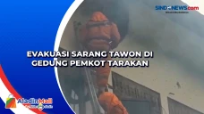 Evakuasi Sarang Tawon...