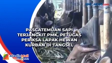 Pascatemuan Sapi Terjangkit...