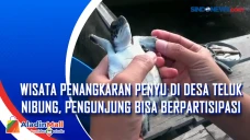 Wisata Penangkaran Penyu...