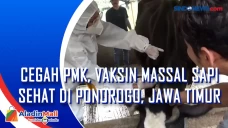 Cegah Pmk, Vaksin Massal...