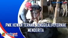 PMK Hewan Ternak Menggila,...