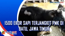 1500 Ekor Sapi Terjangkit...